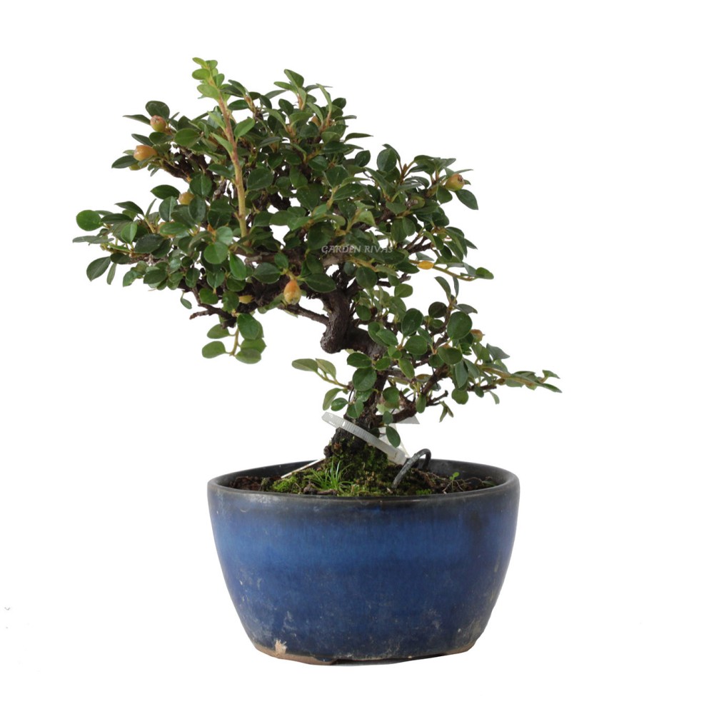 Cotoneaster Horizontalis Bons I Importado De Jap N Garden Rivas