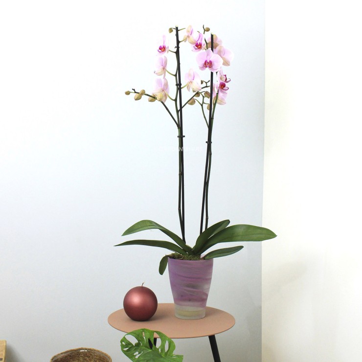 ARETHA. Orquídea Phalaenopsis rosa, 2 varas