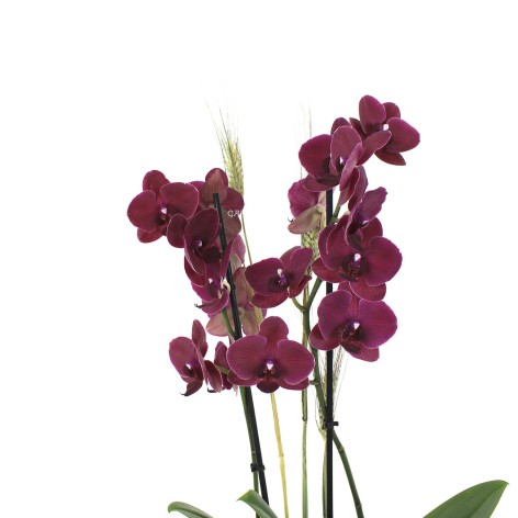WHITNEY. Orquídea phalaenopsis granate, 2 varas