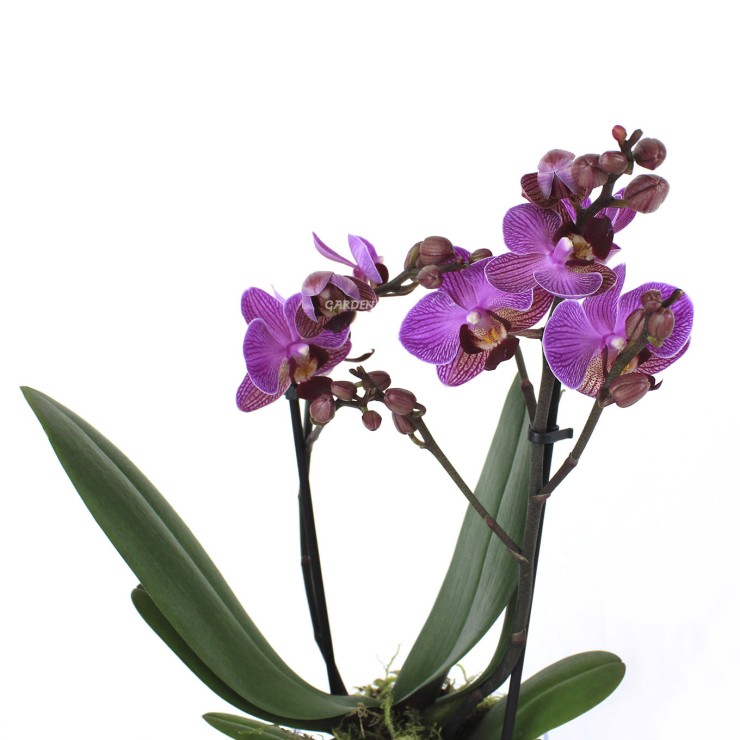 LILLY. Orquídea phalaenopsis lila, 2 varas