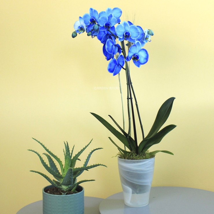 FRIDA. Orquídea phalaenopsis azul, 2 varas