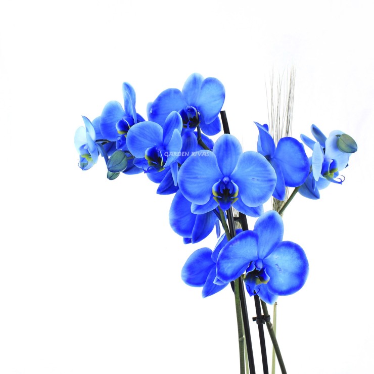 FRIDA. Orquídea phalaenopsis azul, 2 varas