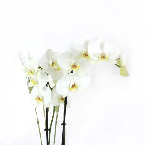 COCO. Orquídea phalaenopsis blanco, 2 varas