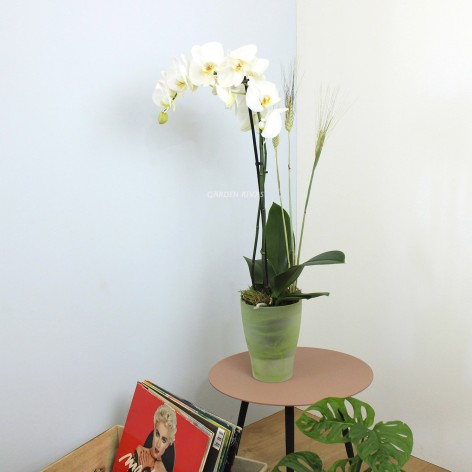 COCO. Orquídea phalaenopsis blanco, 2 varas