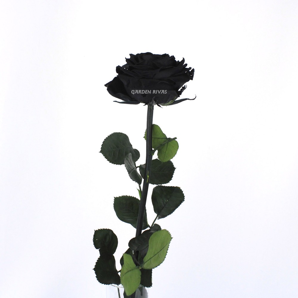 Rosa Negra - Rosa Eterna liofilizada con Entrega a domicilio