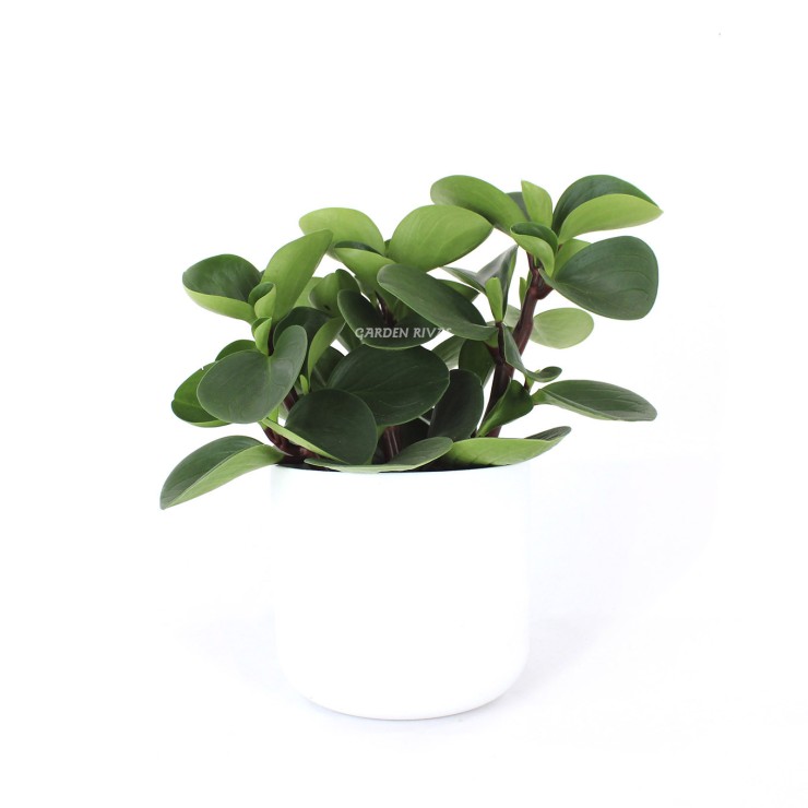 Peperomia obtusifolia "Green Gold"
