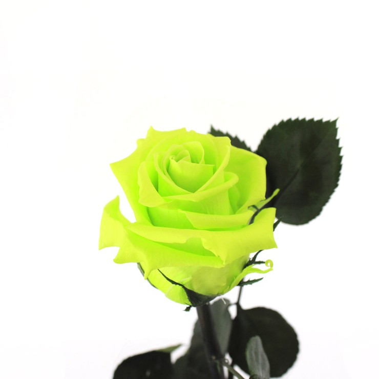 Rosa liofilizada Verde lima