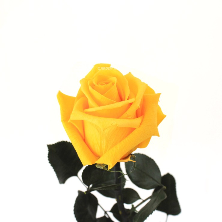 Rosa liofilizada Amarilla. Rosas eternas | Garden Rivas