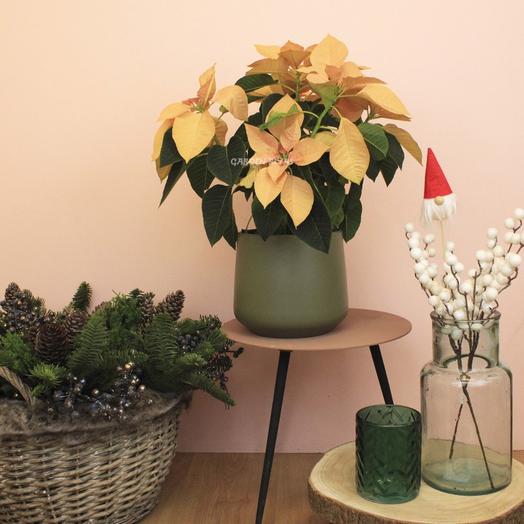 Poinsettia naranja. Flor de pascua