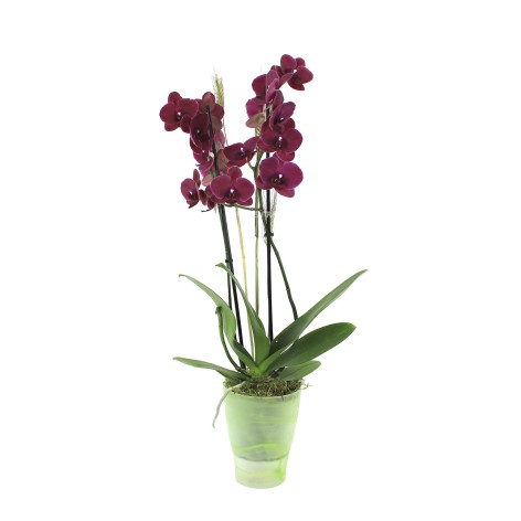 WHITNEY. Orquídea phalaenopsis granate, 2 varas