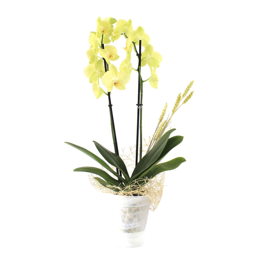 MARIE. Orquídea phalaenopsis amarilla, 2 varas