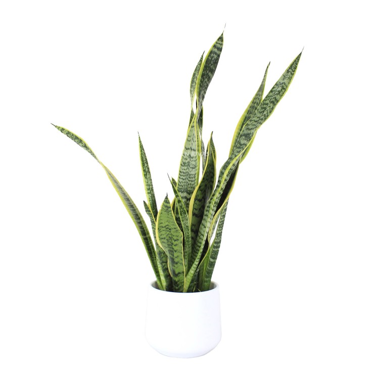 Sansevieria trifasciata