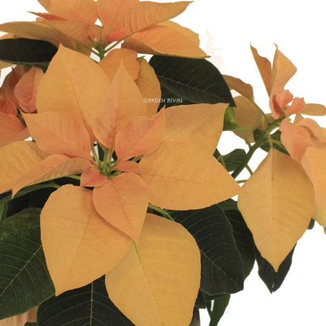 Poinsettia naranja. Flor de pascua