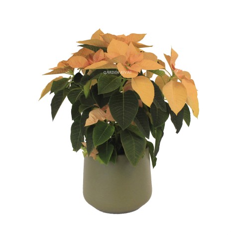 Poinsettia naranja. Flor de pascua