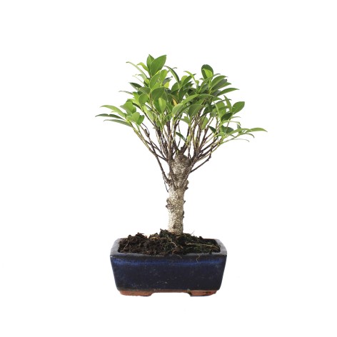 Ficus retusa 5 años bonsai interior