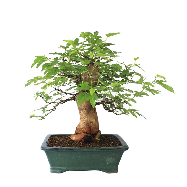 Morus bonsai 21 años exterior