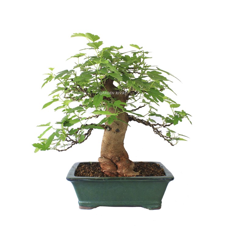 Morus bonsai 21 años exterior