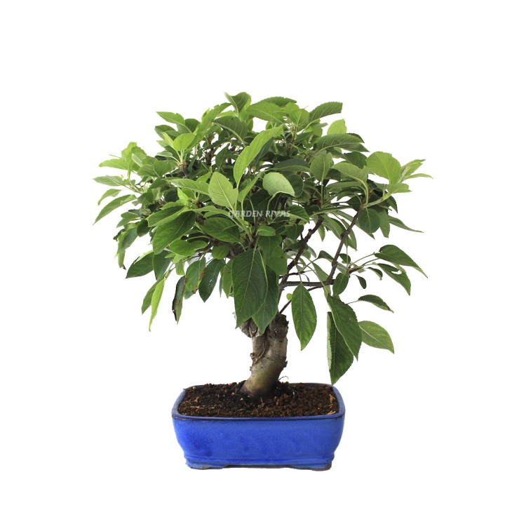 Malus 8 años bonsái exterior mediterráneo