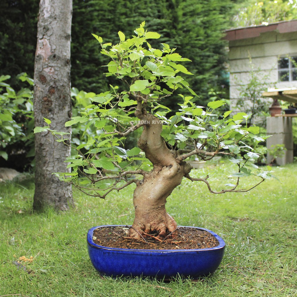 MORUS, 23 AOS. Bonsi de morera | Garden Rivas