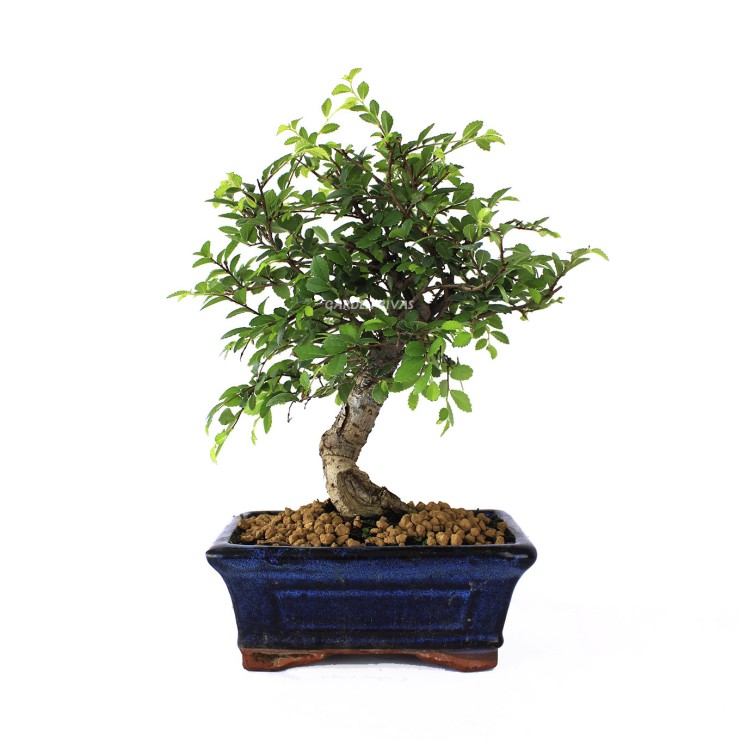 zelkova parvifolia, 5 años, bonsái  olmo chino exterior