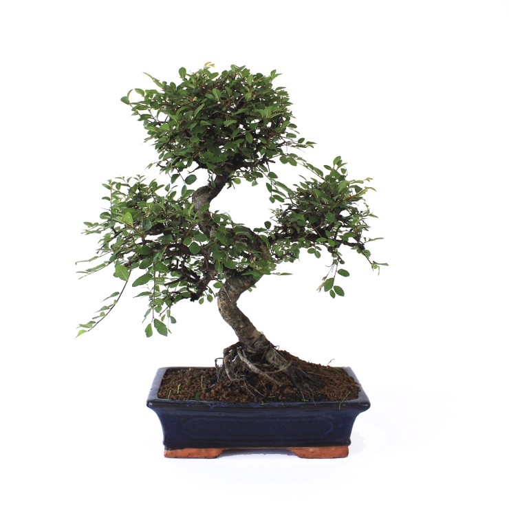 zelkova parvifolia, 16 años, bonsái  olmo chino exterior