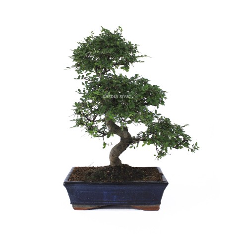 zelkova parvifolia, 10   años,bonsái  olmo chino exterior