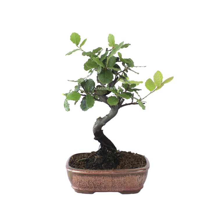 Quercus ilex 10 años bonsái encina mediterráneo