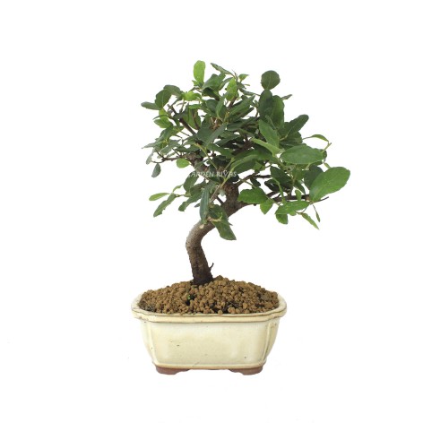 Quercus suber, 7 años,bonsái mediterráneo alcornoque
