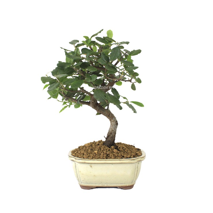 Quercus suber, 7 años,bonsái mediterráneo alcornoque
