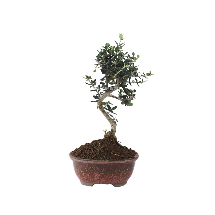 olea sylvestris  7 años bonsái exterior mediterráneo
