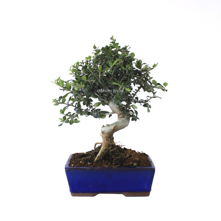 olea sylvestris 10 años bonsái exterior mediterráneo