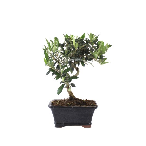 olea europaea 8 años bonsái exterior mediterráneo