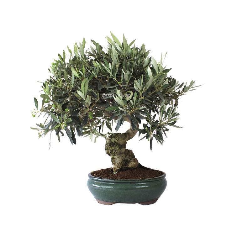 olea europaea 20 años bonsái exterior mediterráneo