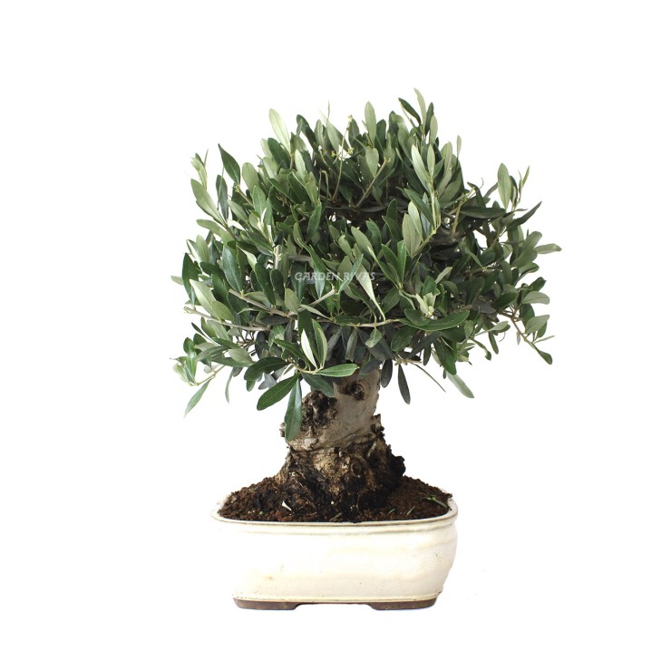olea europaea 17 años bonsái exterior mediterráneo