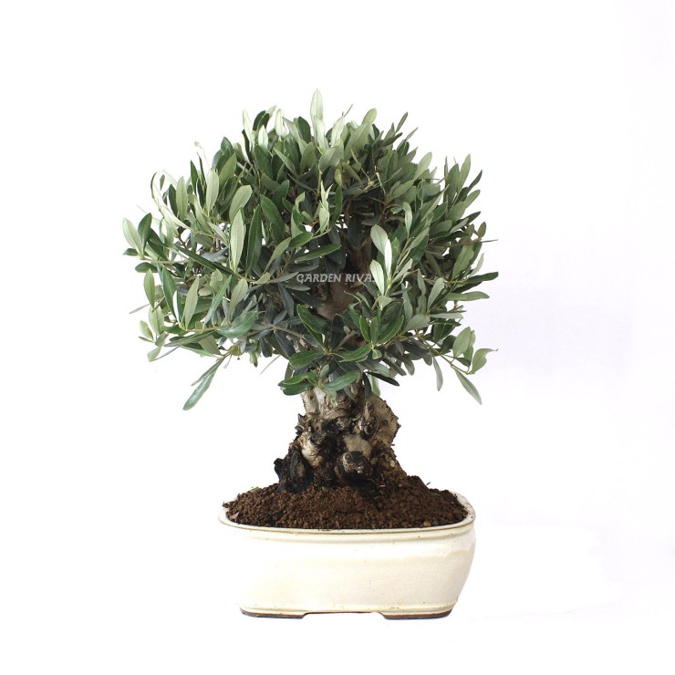 olea europaea 17 años bonsái exterior mediterráneo
