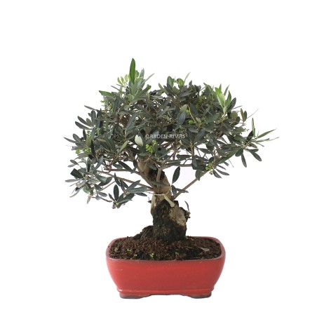 olea europaea 16 años bonsái exterior mediterráneo