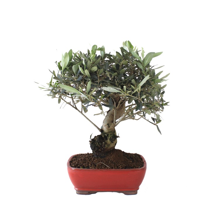 olea europaea 16 años bonsái exterior mediterráneo