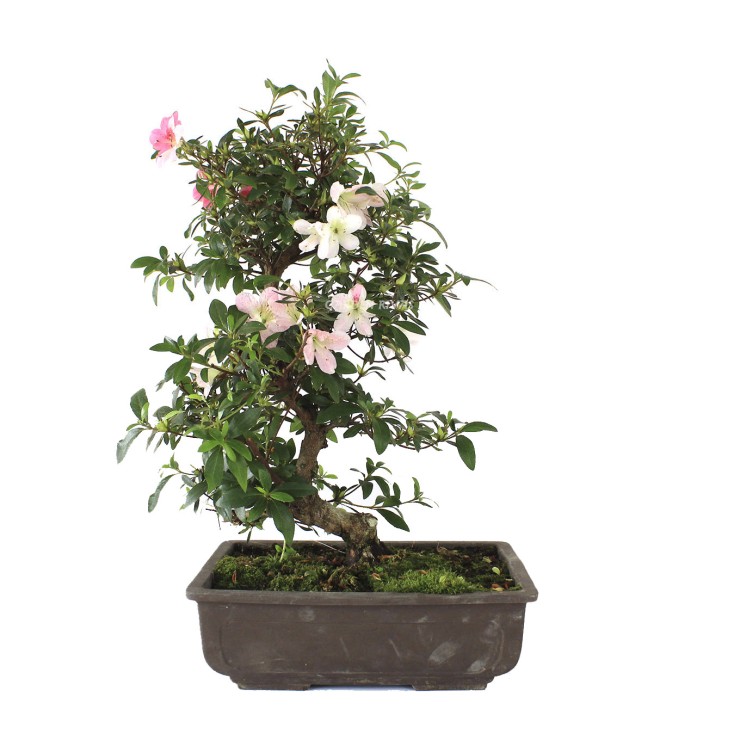 Rhododendron indicum, importación Japón.