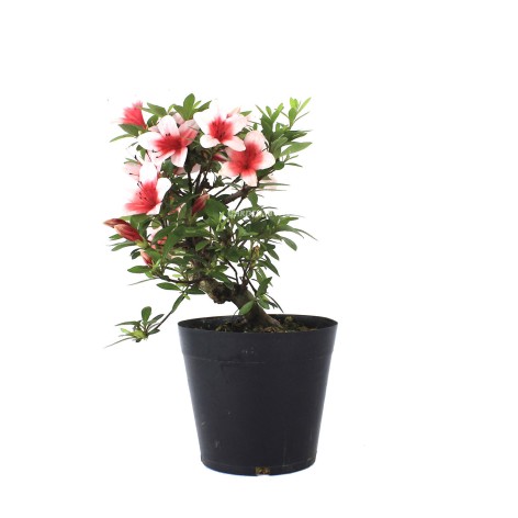 Rhododendron indicum, importación Japón
