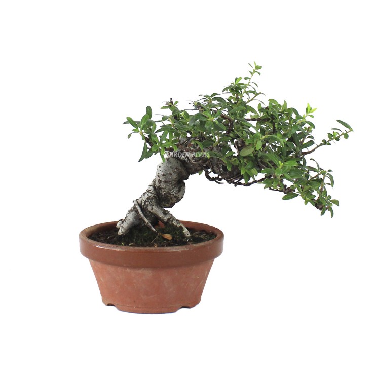 Pyracantha japonesa.bonsai exterior Importación Japón