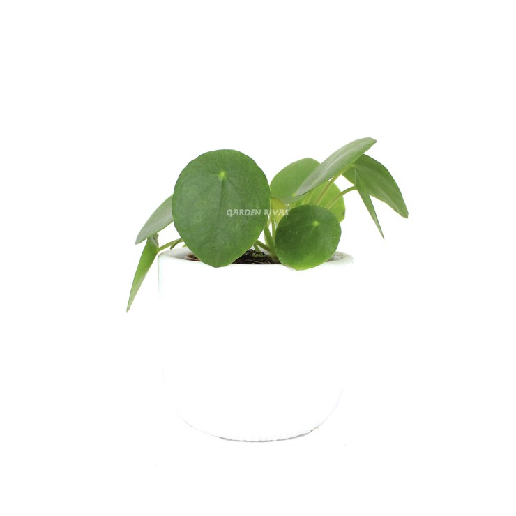Pilea peperomioides Mini