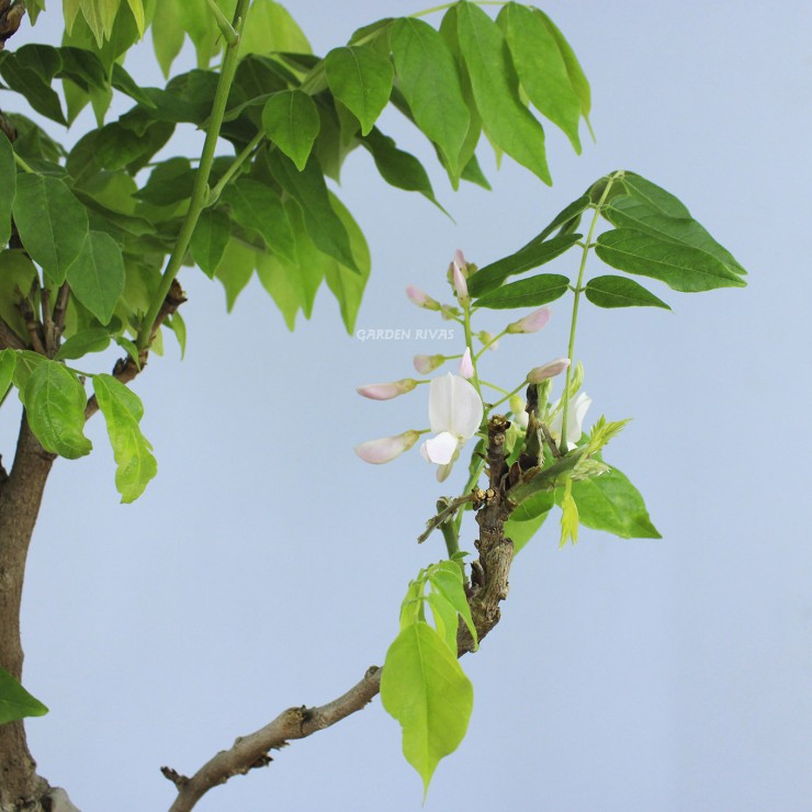 Wisteria floribunda bonsai Japón.