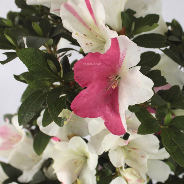 RHODODENDRON INDICUM. Bonsái importado de Japón | Garden Rivas