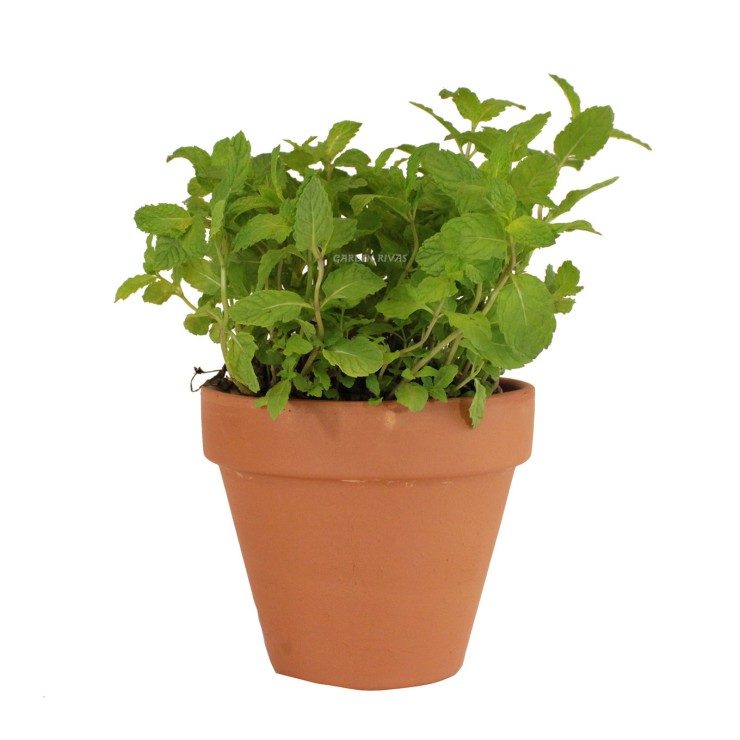 Hierbabuena. 10,5-13 Ø