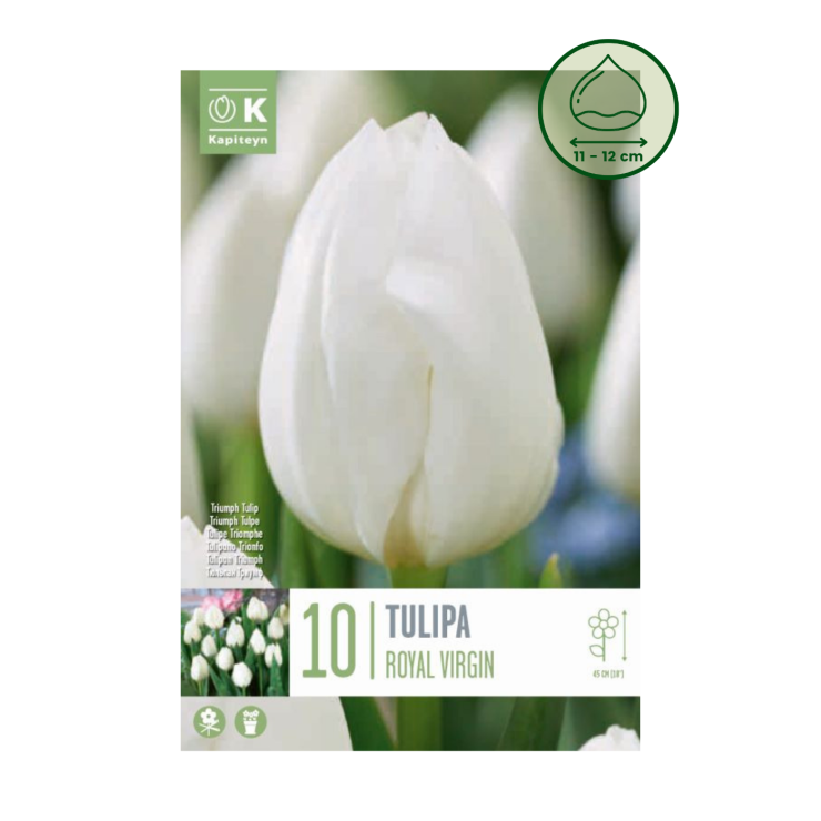 Tulipán 'Royal Virgin', 10 ud