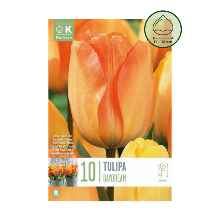 Tulipán 'Daydream', 10 ud