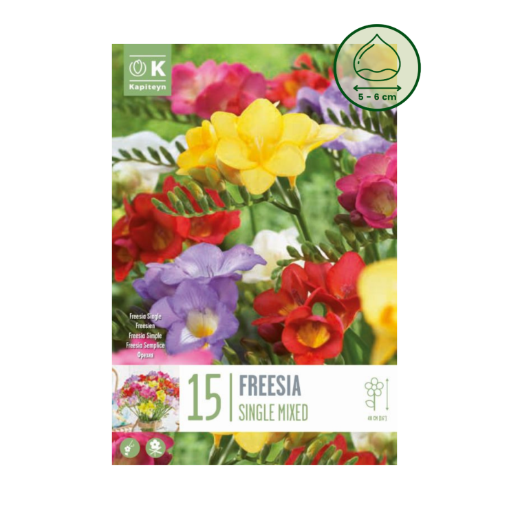 Bulbos de Freesia 'Single mixed', 15 ud | Garden Rivas