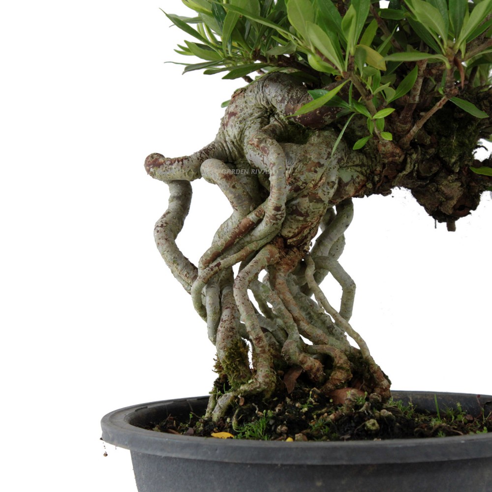 GARDENIA JASMINOIDES. Bonsái importado de Japón Garden Rivas