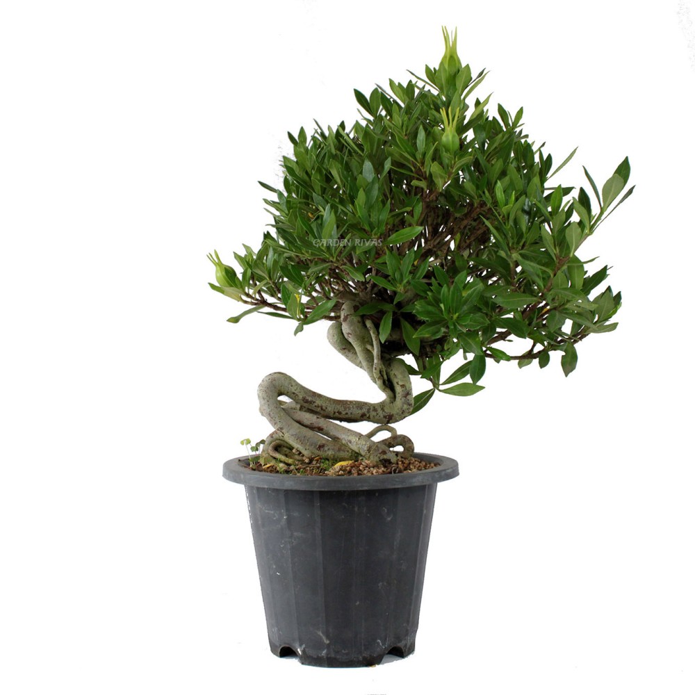 GARDENIA JASMINOIDES. Bonsái importado de Japón Garden Rivas