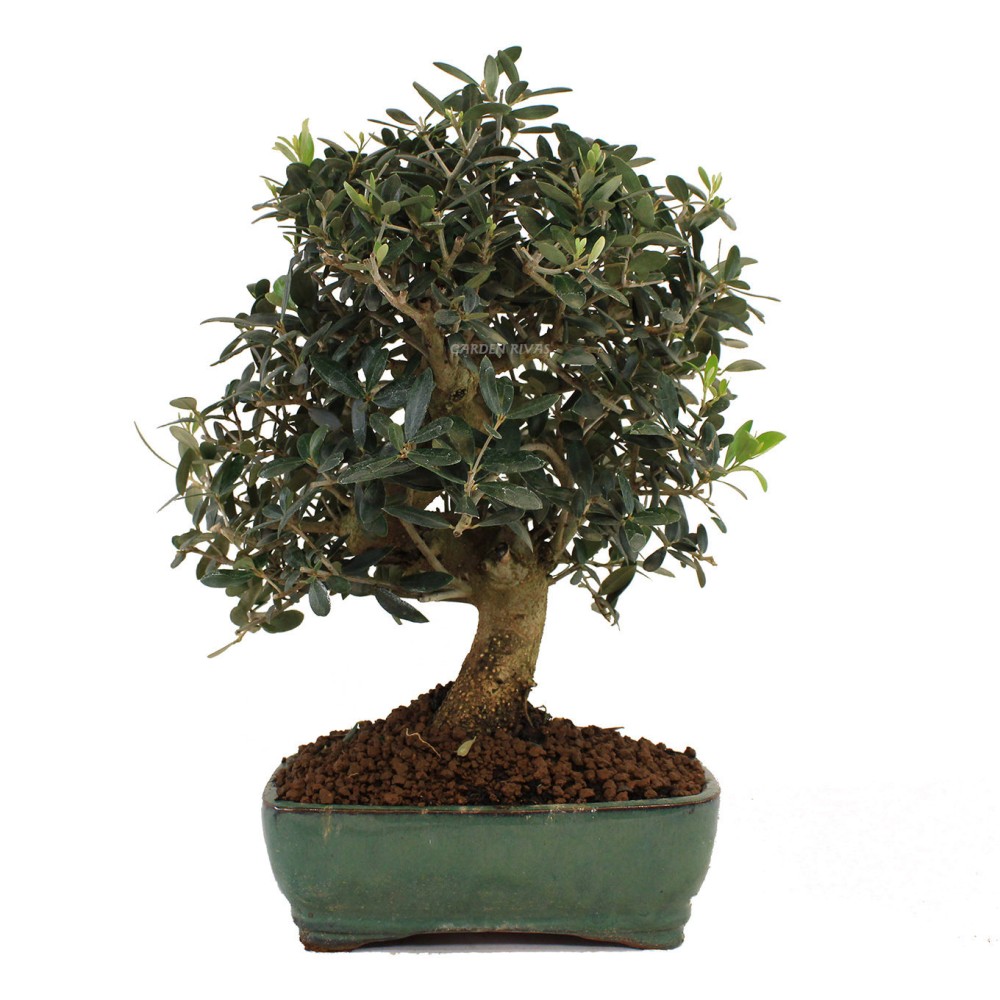 100 ideas de Bonsai de alambre  bonsai, árboles de alambre, árboles bonsai